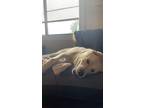 Adopt Kylo Ren (Kylo) a White Akbash / Great Pyrenees / Mixed dog in Longmont