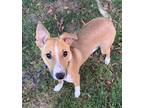 Adopt Love a Australian Shepherd / Bull Terrier / Mixed dog in Bloomington