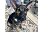 Adopt Nick a Black - with Brown, Red, Golden, Orange or Chestnut German Shepherd