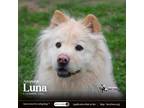 Adopt Luna a White Chow Chow / Mixed dog in Houston, TX (41279266)