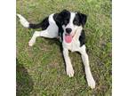Adopt Jamie a Shepherd (Unknown Type) / Collie / Mixed dog in Batesville