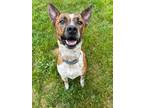 Adopt Lenny a Australian Cattle Dog / Mixed dog in Garden City, NY (41279202)