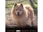 Adopt Magnum a Red/Golden/Orange/Chestnut Chow Chow / Mixed dog in Houston