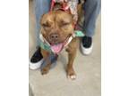 Adopt Francine Rose a Red/Golden/Orange/Chestnut Staffordshire Bull Terrier /