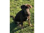 Adopt Bear a Brown/Chocolate German Shepherd Dog / Shepherd (Unknown Type) /