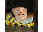 Adopt Josie (special needs) a Cream or Ivory (Mostly) Siamese (short coat) cat