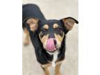 Adopt Lisbeth a Australian Kelpie / Mixed dog in Houston, TX (41278886)