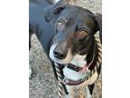 Adopt Pepper a German Shorthaired Pointer / Labrador Retriever / Mixed dog in