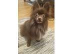 Adopt Tobey a Brown/Chocolate Pomeranian / Mixed Breed (Medium) / Mixed (short