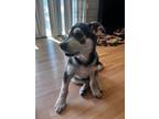 Adopt Teddy a Gray/Silver/Salt & Pepper - with Black German Shepherd Dog / Husky