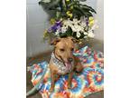 Adopt Carrie a Brown/Chocolate Terrier (Unknown Type, Medium) / Feist / Mixed