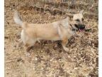 Adopt Daisy a Shepherd (Unknown Type) / Basset Hound / Mixed dog in Kingsburg