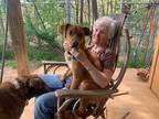 Adopt Rusty a Brown/Chocolate - with White Mountain Cur / Mixed dog in Murphy