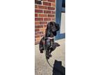 Adopt Sully a Black Cocker Spaniel / Mixed dog in Cameron Park, CA (41020901)
