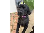 Adopt Luna a Black Cocker Spaniel / Mixed dog in Cameron Park, CA (41020908)
