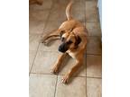 Adopt Pumpkin a Red/Golden/Orange/Chestnut Black Mouth Cur / Mixed dog in