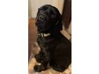 Adopt Chandler a Black Cocker Spaniel / Mixed dog in Cameron Park, CA (41021369)