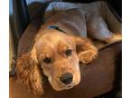Adopt Joey a Tan/Yellow/Fawn Cocker Spaniel / Mixed dog in Cameron Park