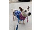 Adopt Fred a White Jack Russell Terrier / Mixed dog in Oklahoma City