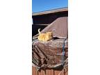 Adopt Flame a Orange or Red Tabby / Mixed (medium coat) cat in Santa Fe