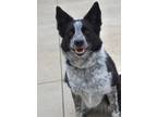 Adopt Abigail a Black Border Collie / Australian Cattle Dog / Mixed (short coat)
