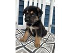 Adopt Leroy (PENDING) a Black - with Tan, Yellow or Fawn German Shepherd Dog /