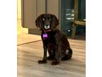 Adopt Lily a Brown/Chocolate Cocker Spaniel / Mixed dog in Lake City