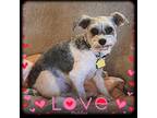 Adopt Puddles a Gray/Silver/Salt & Pepper - with White Miniature Schnauzer /