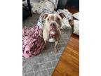 Adopt Glizzy a Tan/Yellow/Fawn - with White American Pit Bull Terrier / Mixed