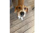 Adopt Dudley a White - with Red, Golden, Orange or Chestnut Foxhound / Mixed dog