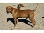 Adopt Dexter a Rhodesian Ridgeback / Mixed Breed (Medium) / Mixed dog in