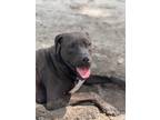 Adopt Goose a Labrador Retriever / American Pit Bull Terrier / Mixed dog in