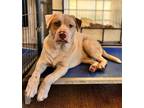 Adopt Chucky a Husky / Mixed Breed (Medium) / Mixed dog in WAYNESVILLE