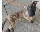 Adopt REGGIE a Tan/Yellow/Fawn Boxer / Shepherd (Unknown Type) / Mixed (short