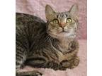 Adopt Dinah a Brown Tabby Domestic Shorthair / Mixed Breed (Medium) / Mixed