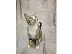 Adopt Bonnie a Brown Tabby American Shorthair (short coat) cat in Bethel