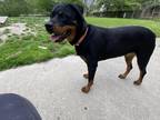Adopt RAIN a Black - with Brown, Red, Golden, Orange or Chestnut Rottweiler /