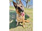 Adopt Pascha a German Shepherd Dog / Mixed dog in St. James, MN (41207382)