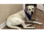 Adopt Desperado a Tan/Yellow/Fawn - with Black Mountain Cur / Mixed dog in