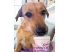Adopt Jamba (Mardi-Paws: a Tan/Yellow/Fawn Anatolian Shepherd / Labrador