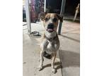 Adopt Renti a Tan/Yellow/Fawn - with White Catahoula Leopard Dog / Doberman
