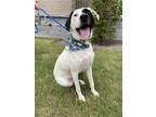Adopt PHANTOM a Black - with White Mixed Breed (Medium) / Mixed dog in Branford