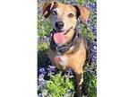 Adopt Marilyn a Beagle / Dachshund dog in Dallas, TX (41277465)