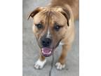 Adopt SPROUT a Brown/Chocolate American Pit Bull Terrier / Mixed Breed (Medium)