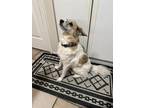 Adopt Milo a White - with Tan, Yellow or Fawn Australian Shepherd / Papillon /