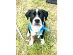 Adopt Babe a Black - with White Staffordshire Bull Terrier / Labrador Retriever