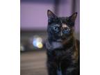 Adopt Margaret a Black (Mostly) Domestic Shorthair / Mixed (short coat) cat in