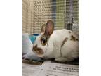 Adopt Nibbles a White Satin / Satin / Mixed (short coat) rabbit in Knoxville