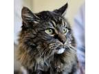 Adopt Fluffy a Brown Tabby Domestic Longhair / Mixed Breed (Medium) / Mixed