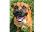 Adopt Dozer a Brown/Chocolate Boxer / Terrier (Unknown Type